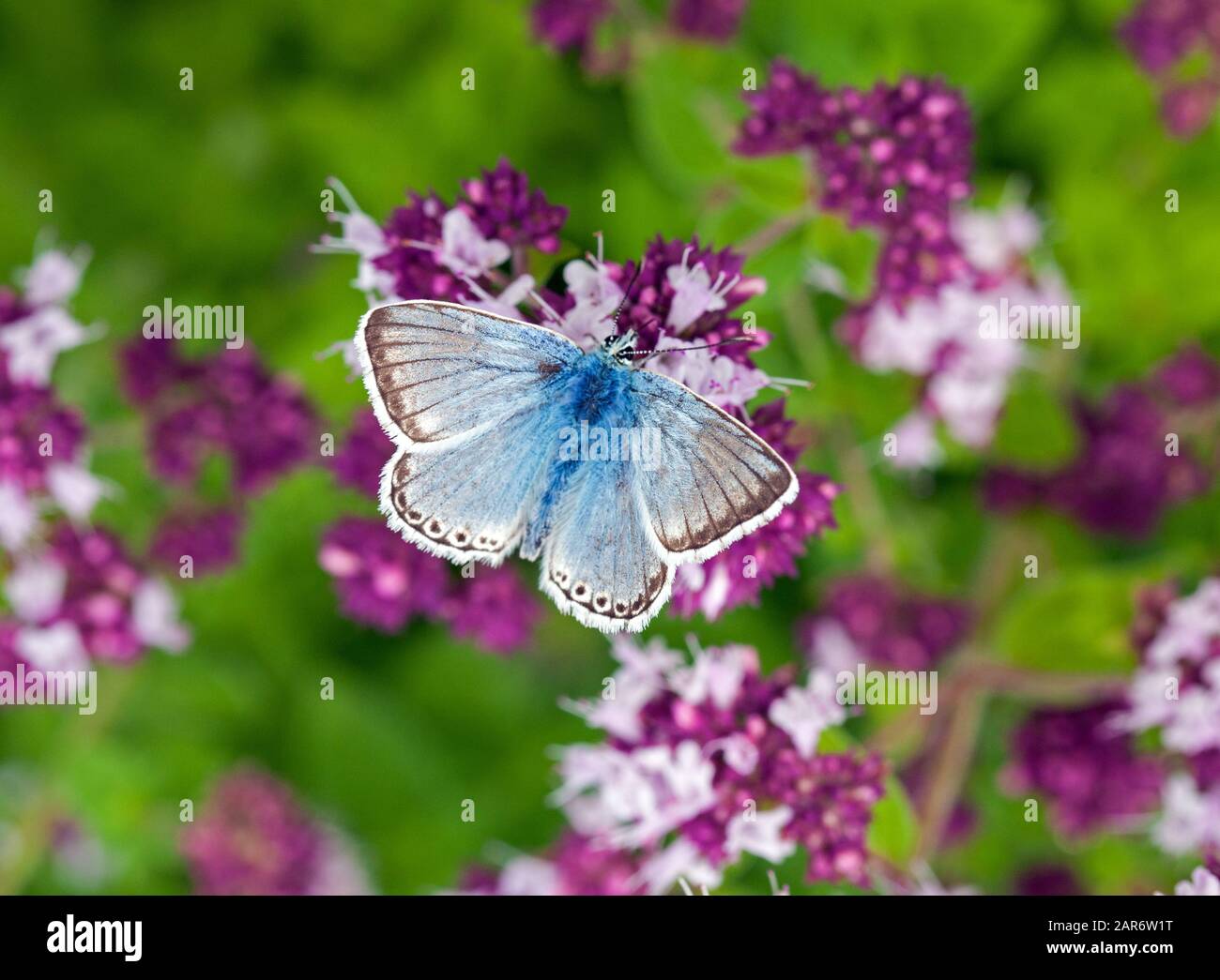 Chalk-Hill Blue butterfly Lysandra coridon on Watlington Hill in the  Oxfordshire countryside England UK Stock Photo