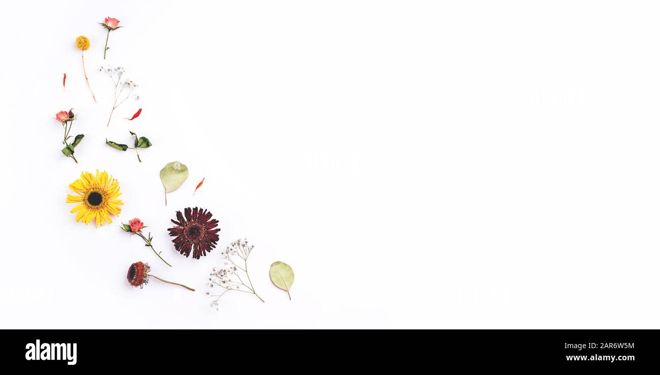 Composition of dry flowers on white background Stock Photo - Alamy