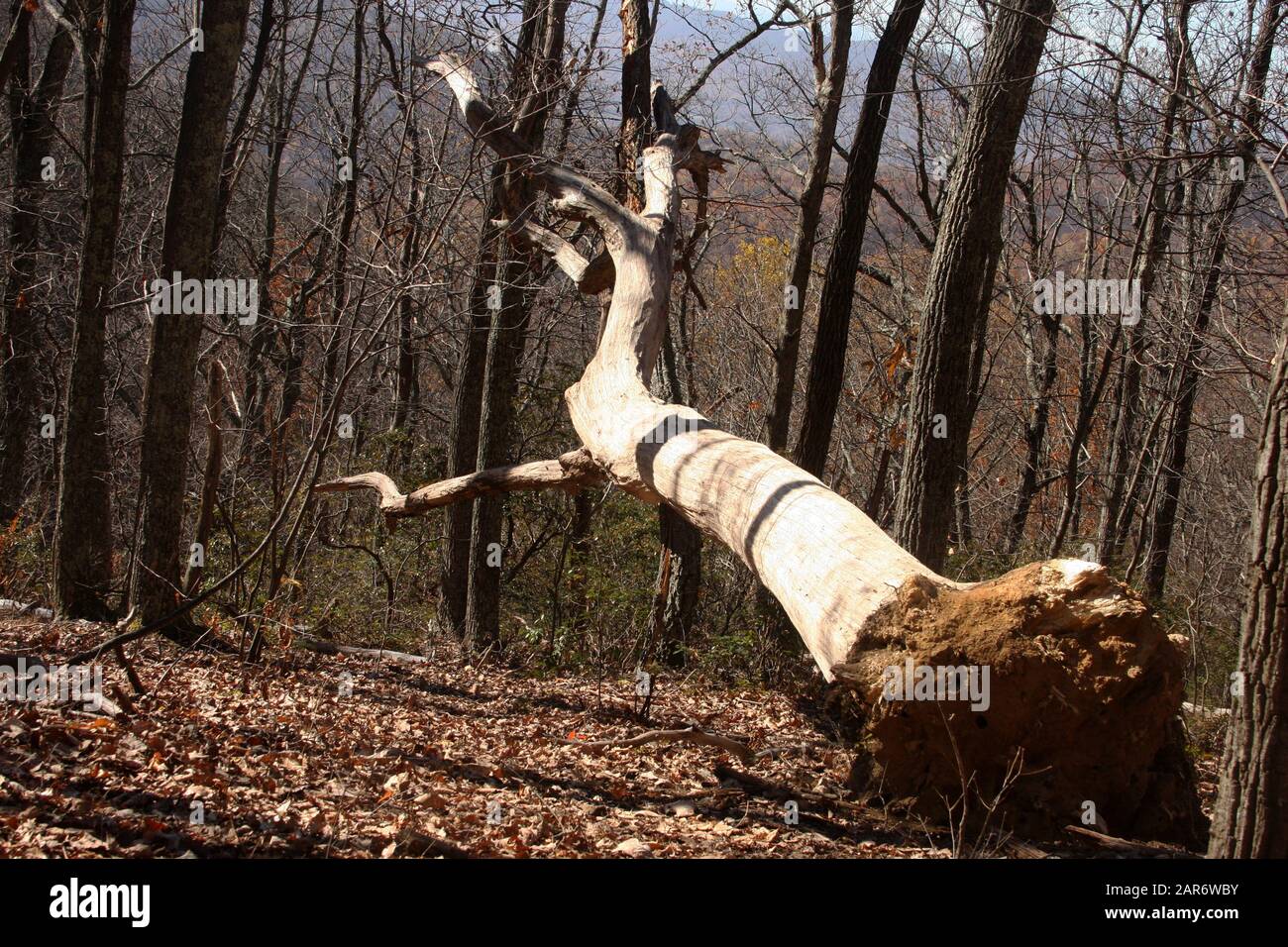 Uprooted tree in the forest Stock Photo Alamy