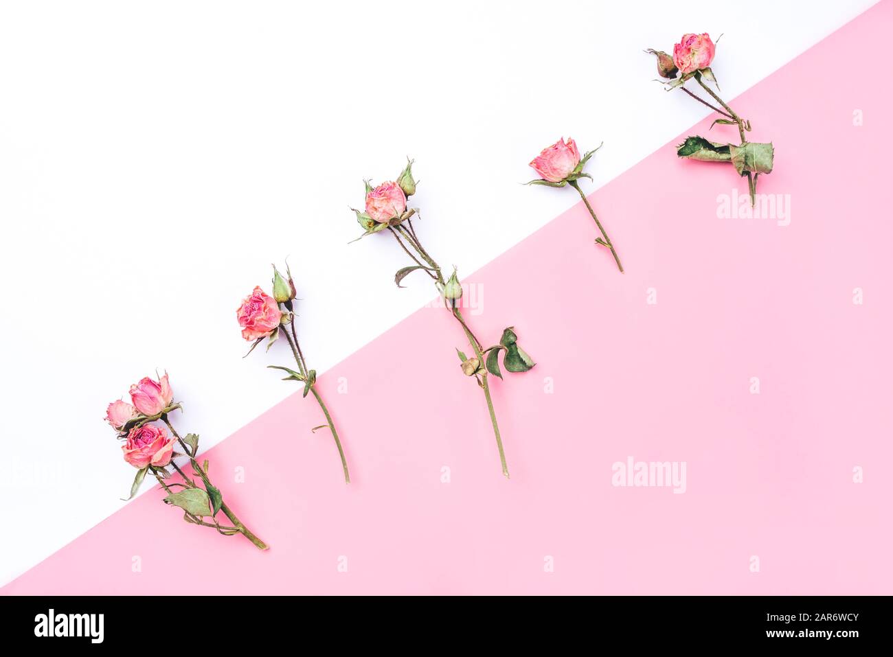Dried rose flowers on white and pink background Stock Photo - Alamy