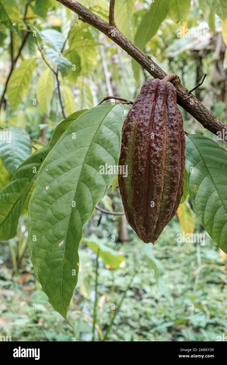 Cocoa fruit ripe in tree in jungle farm before harvest ready for collect Stock Photo