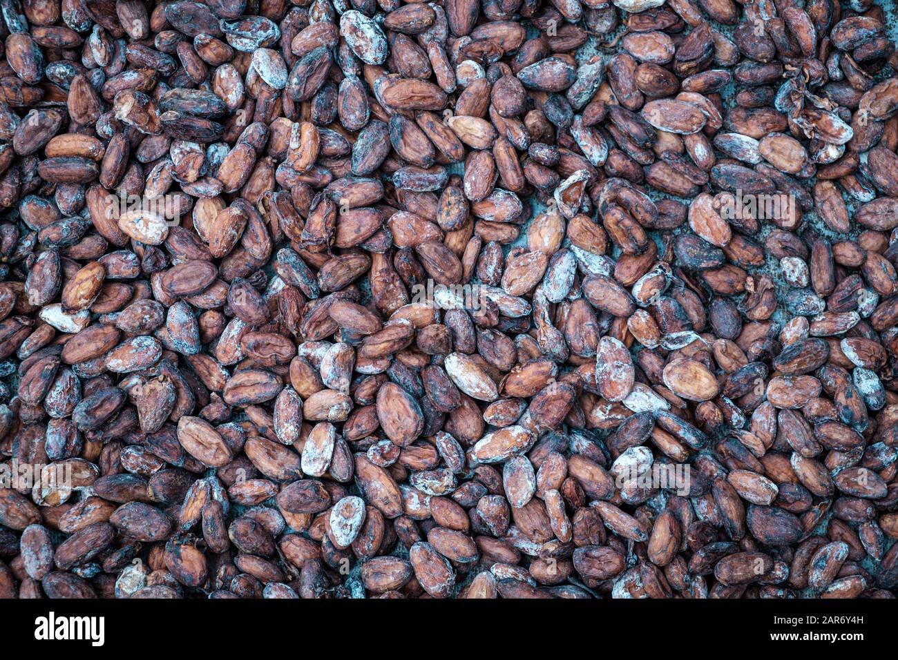 Cocoa bean drying at sun after roasted in farm in the jungle close up Stock Photo
