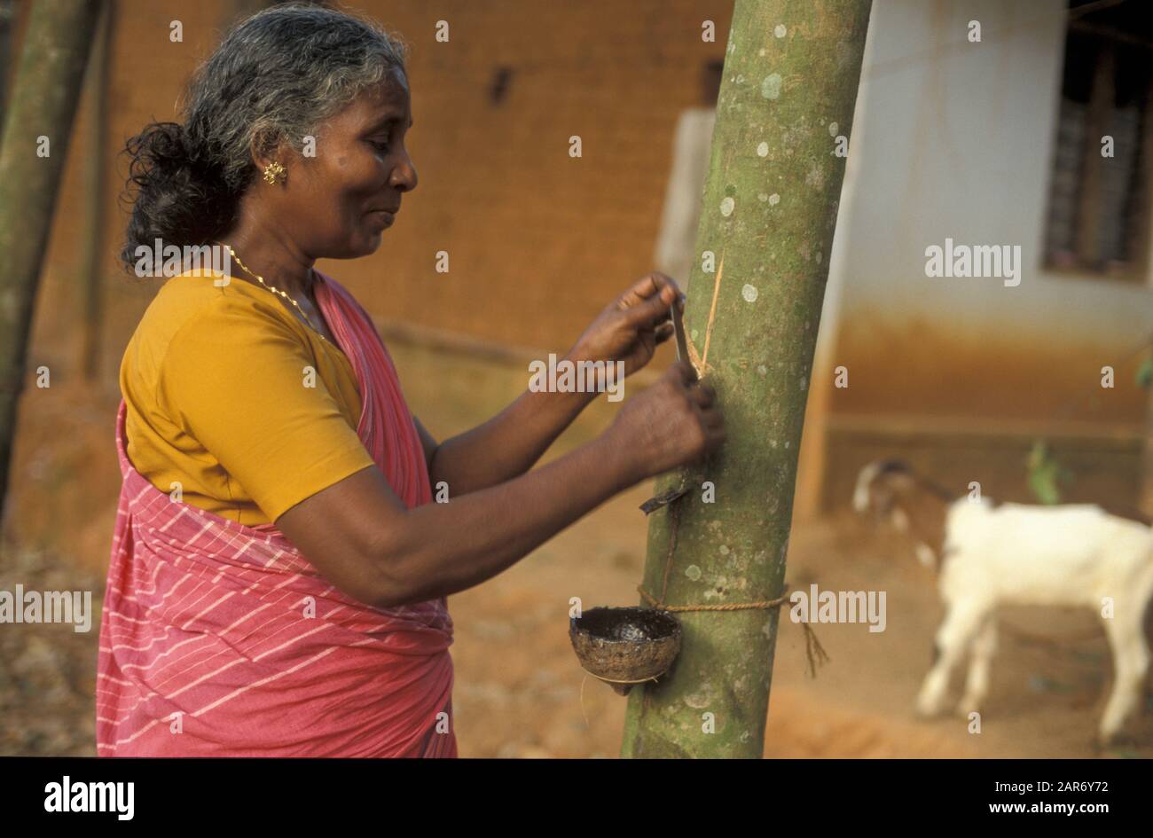 INDIA Woman harvesting rubber, Nagercoil, Tamil Nadu Stock Photo Alamy