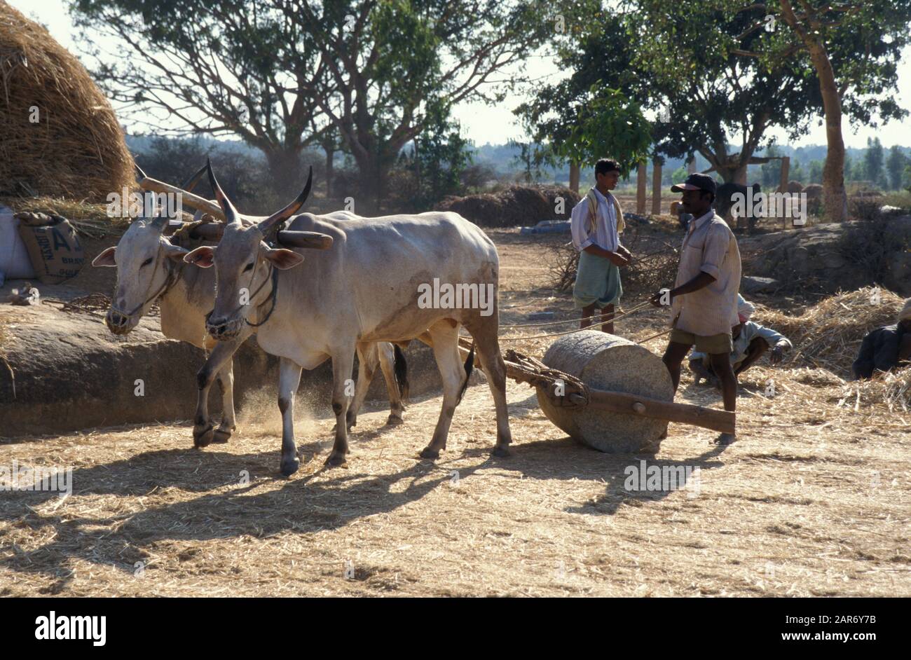 INDIA grounding rice to remove from hulls, Sungarampatty village, Tamil ...