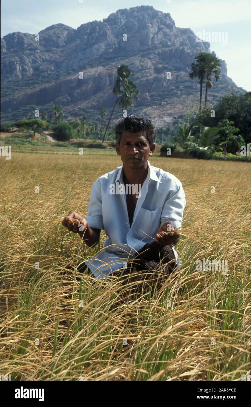 INDIA Farming scene, Tamil Nadu Harvesting rice Stock Photo - Alamy