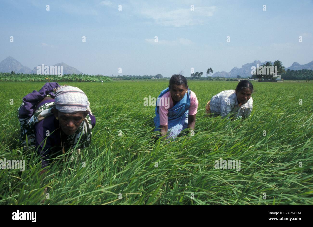 INDIA Farming scene, Tamil Nadu Harvesting rice Stock Photo - Alamy