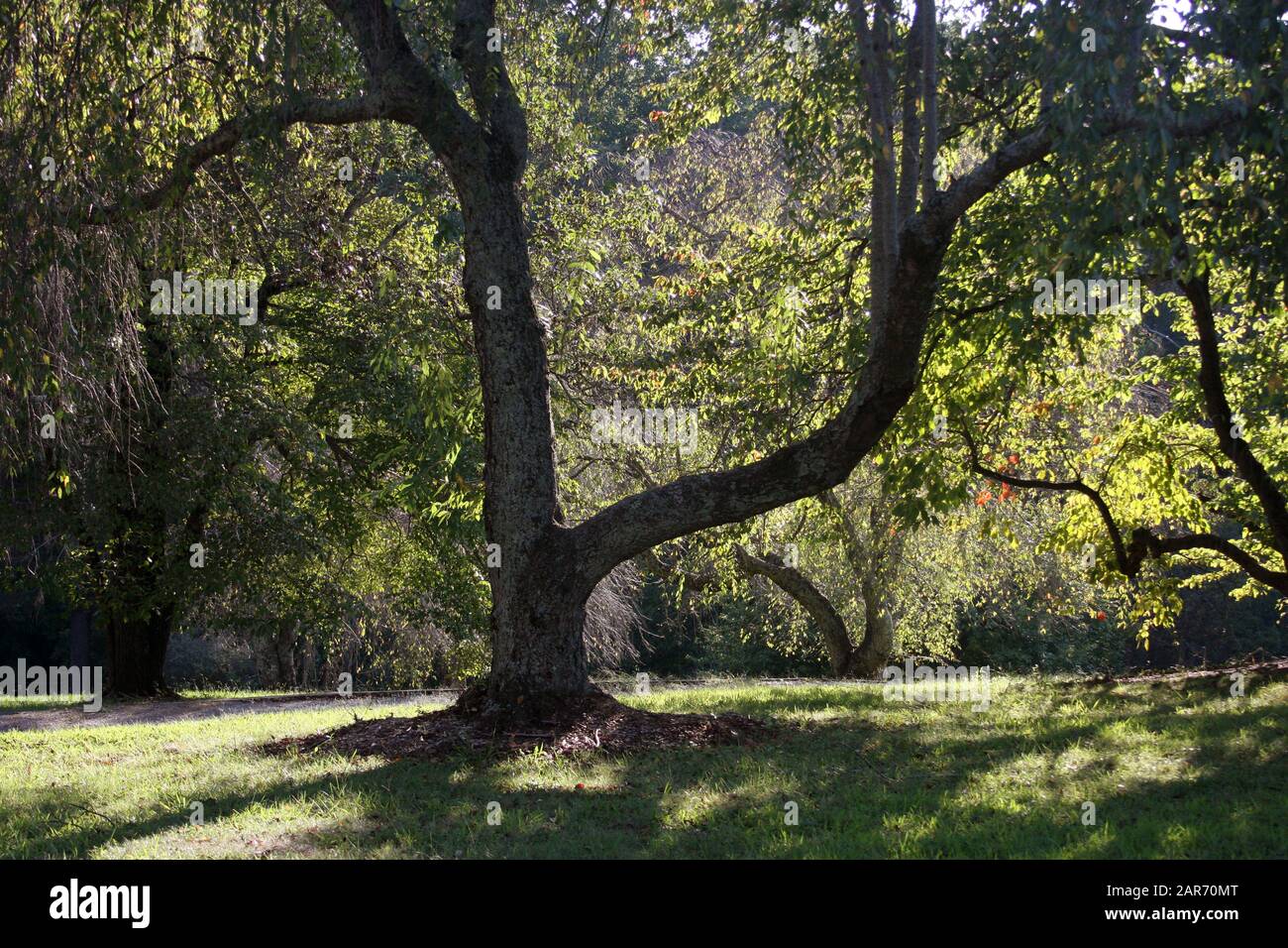 Oddly shaped tree Stock Photo - Alamy