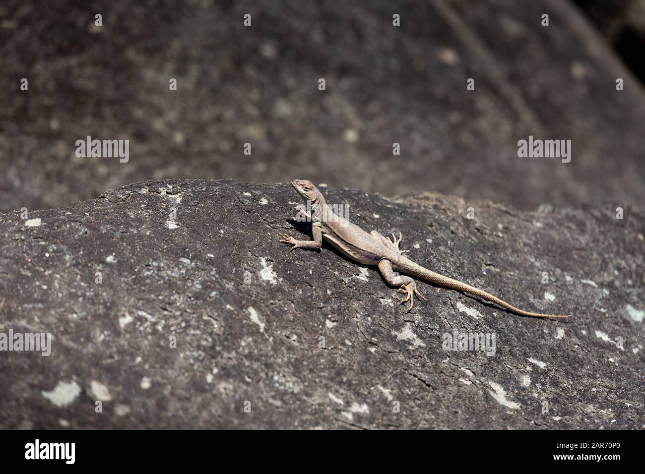 Lizard warms itself on a large stone, sunny day. Stock Photo