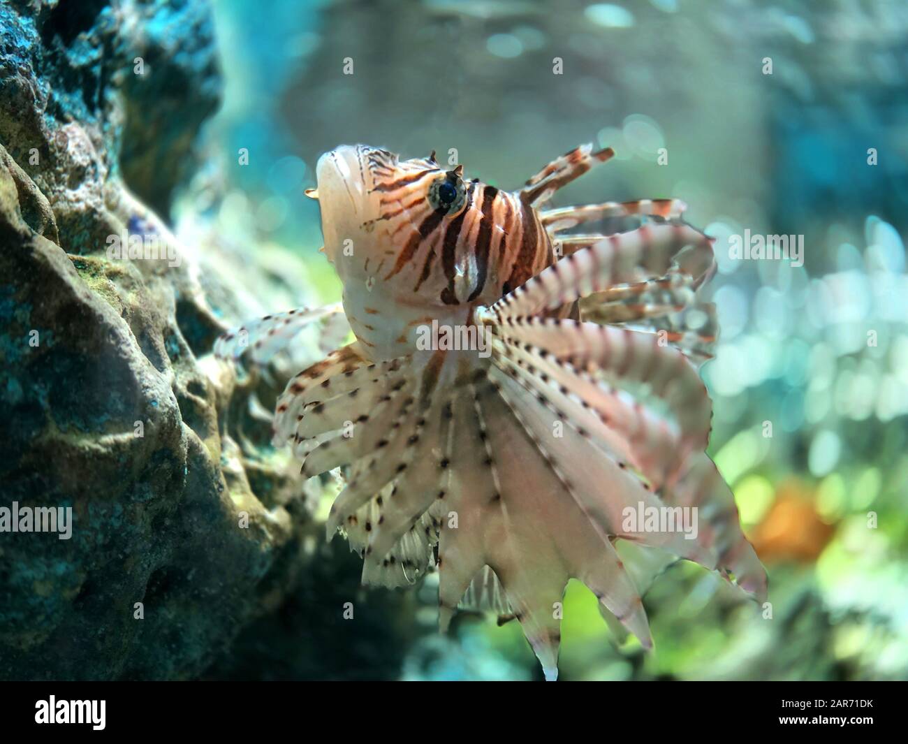 Thai lion fish in the aquarium for being a pet in the house Stock Photo Alamy