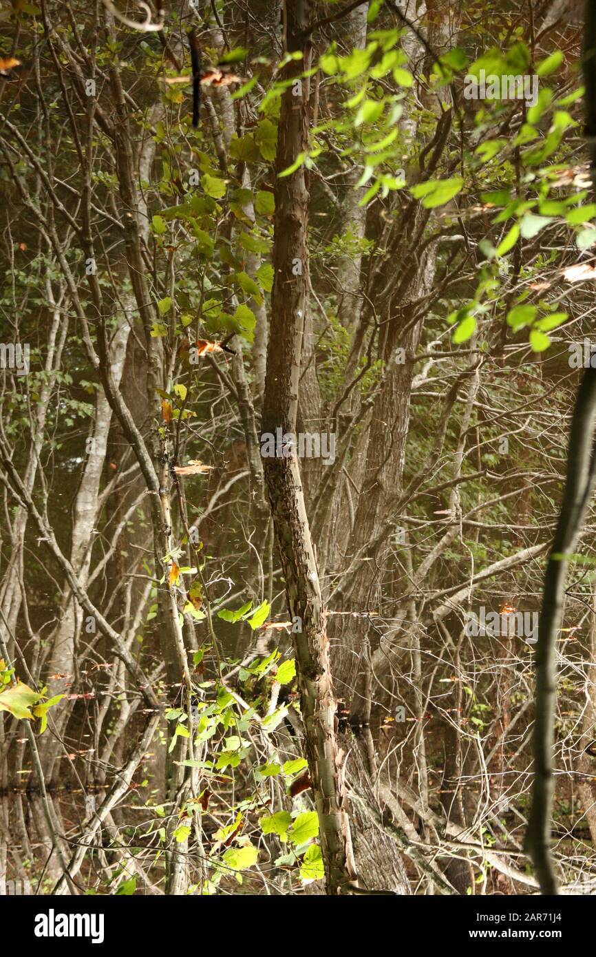 Water calm in marsh trees hi-res stock photography and images - Alamy