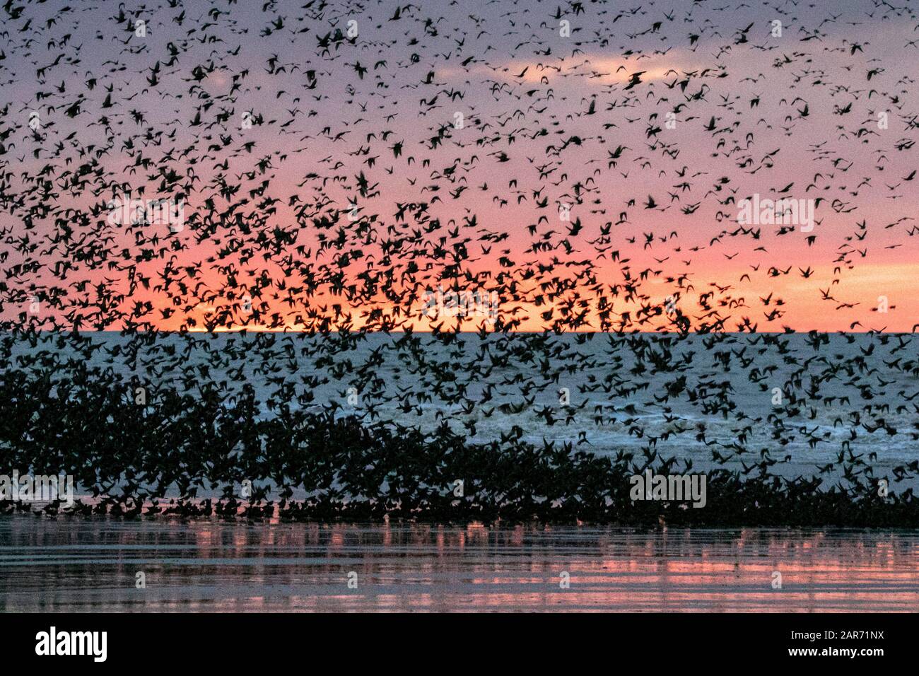 Blackpool, Lancashire, UK. 26th Jan, 2020. The last waltz before bed for the thousands of Starlings looking to roost for the night under the cast iron stanchions of Blackpool's famous North Pier in Lancashire. Credit: Cernan Elias/Alamy Live News Stock Photo