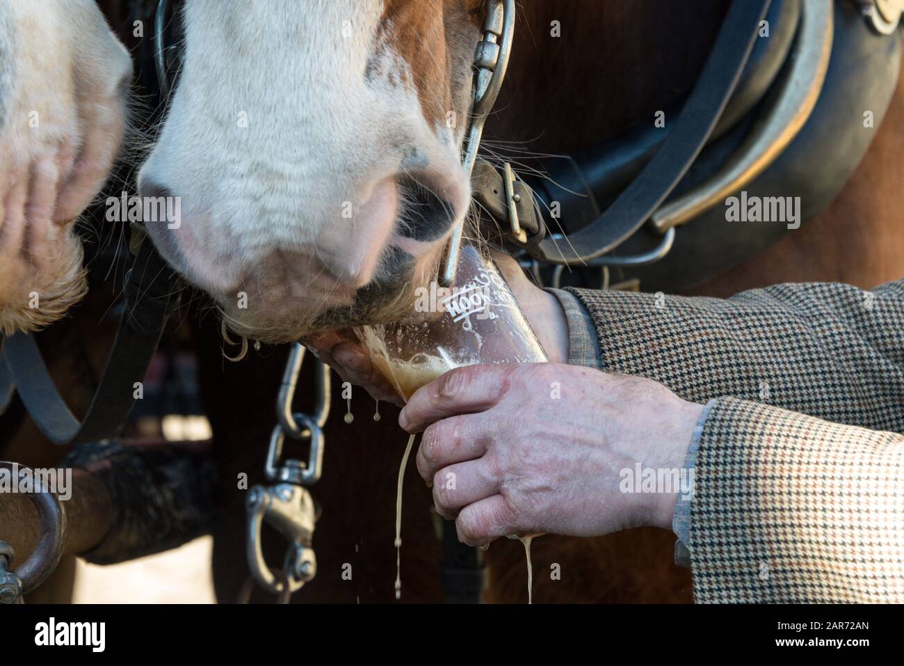 Shire horse beer uk hires stock photography and images Alamy