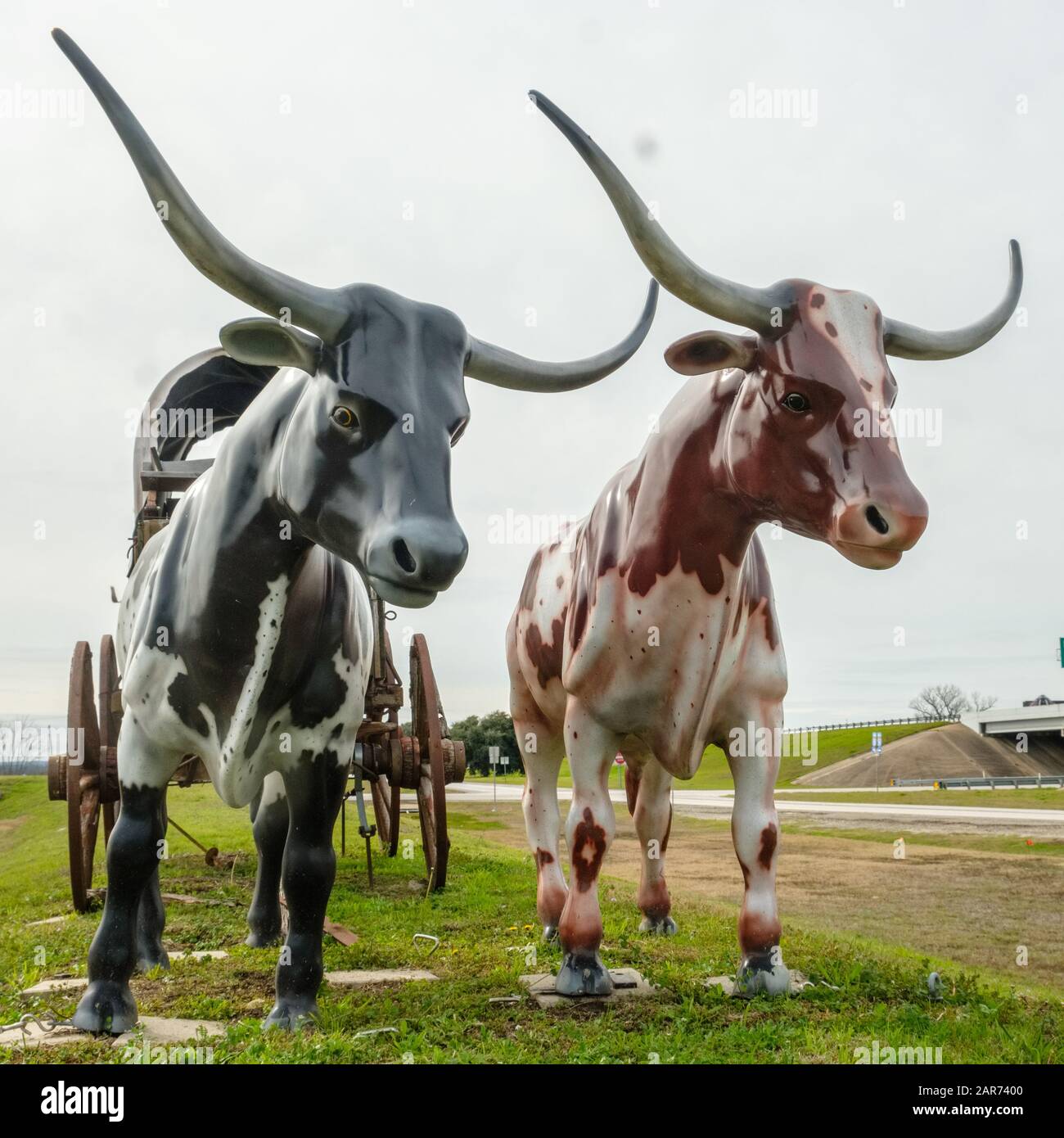 Replicas of longhorn cattle used to pull American pioneer covered wagons westward. Stock Photo