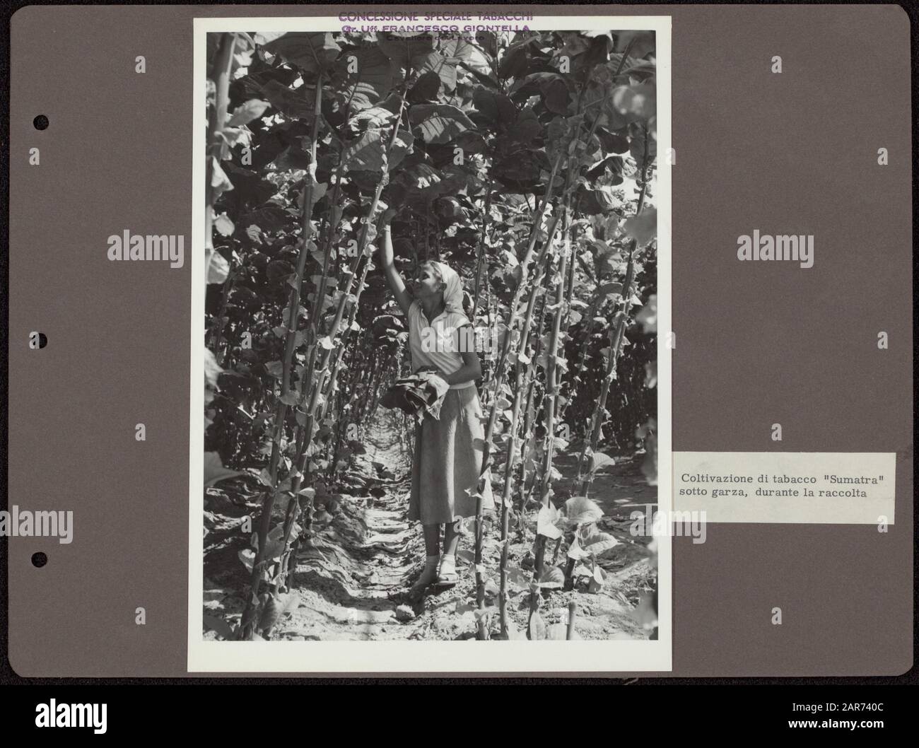 Photo album Deli Maatschappij: Tobacco growing Italy Harvesting of tobacco  leaves by female picker under protective cloth Annotation: Stamp above the  photo translated from Italian: License tobacco production Grand Officer  Francesco Giontella,