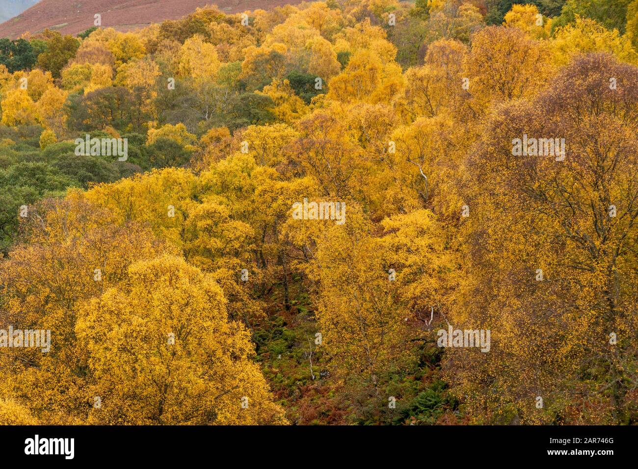 Silver birch trees with bright yellow leaves giving stunning Autumn colour in the English Lake District, November, UK Stock Photo