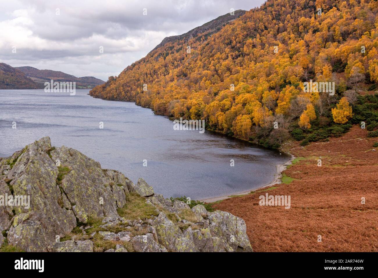 Silver birch trees with bright yellow leaves giving stunning Autumn colour along the shores of Ullswater in the English Lake District, November, UK Stock Photo