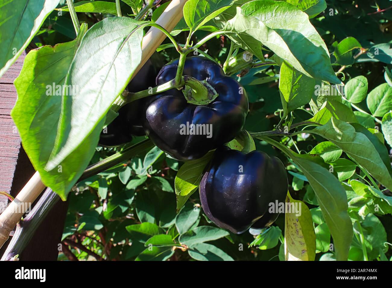 Black pepper vegetables supported by a stake Stock Photo Alamy