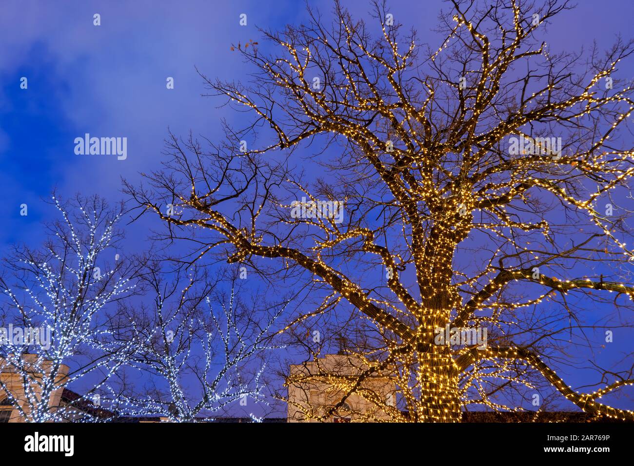 Illuminated trees covered with led lights in the evening, abstract city decoration during Christmas time Stock Photo