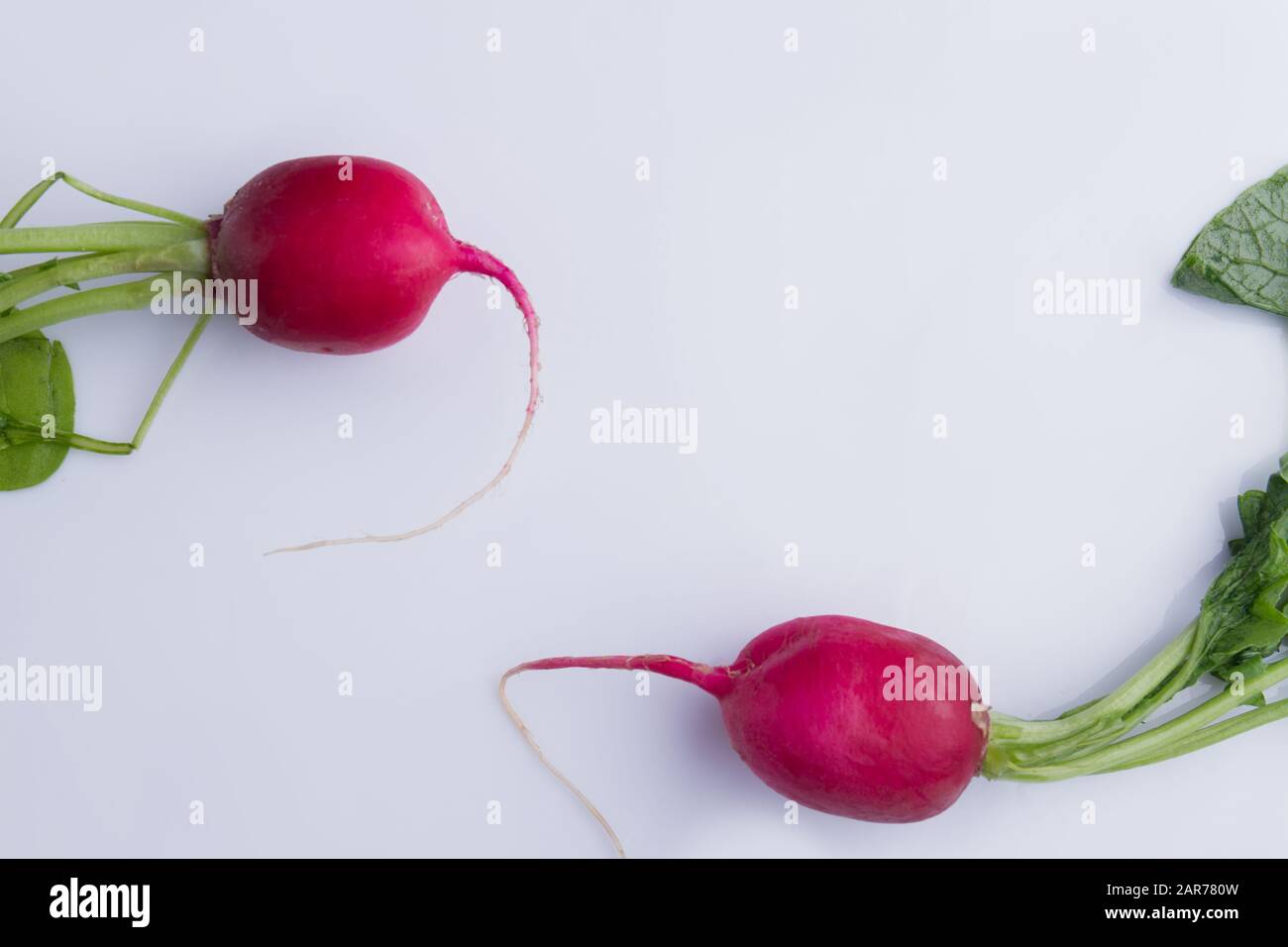 Two ripe red radishes. Stock Photo