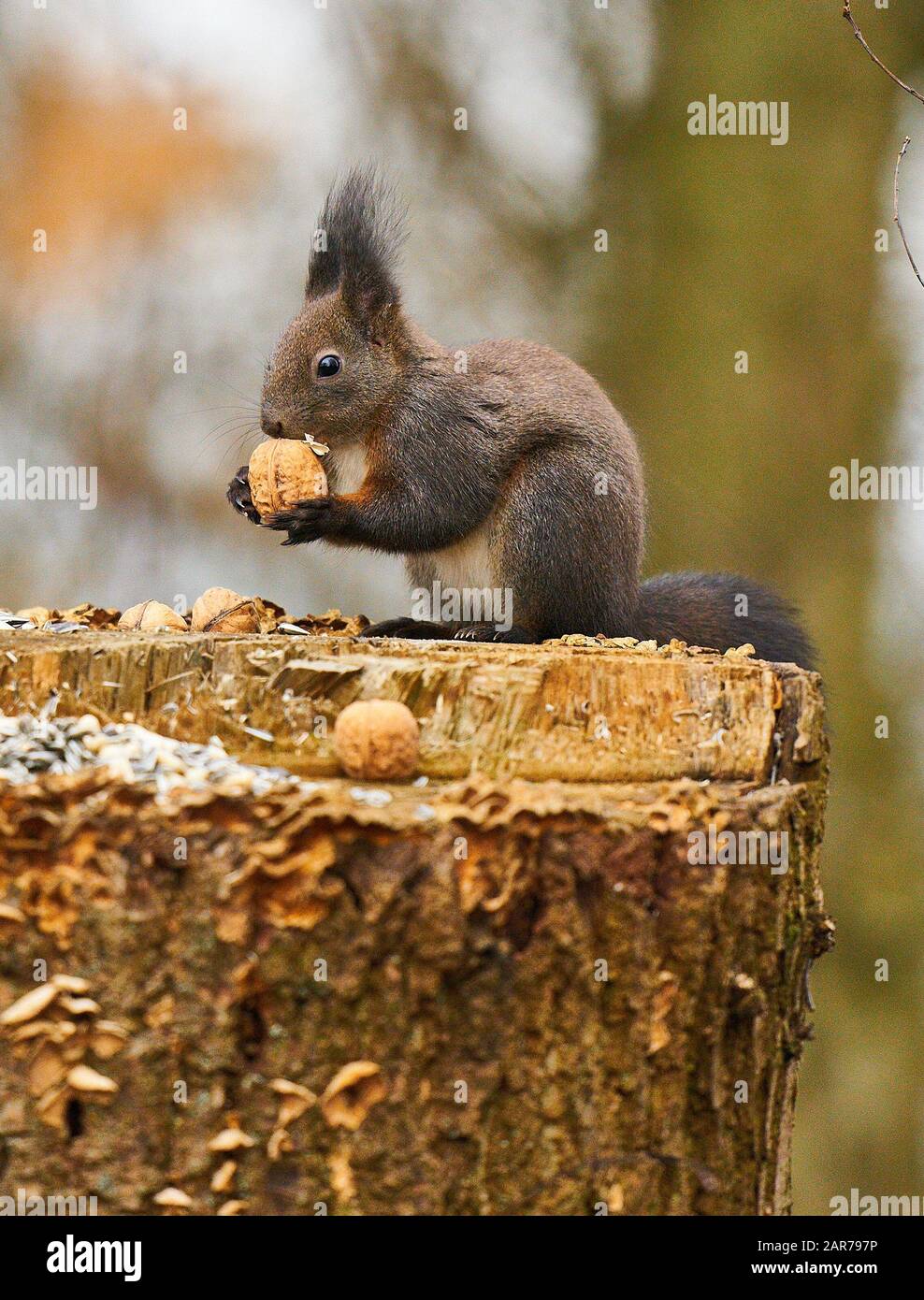 Squirrel , Pfaffenhofen, Jan 26, 2020. Squirrel eats walnuts and sunflower seeds in Pfaffenhofen, Germany, January 26, 2020.  © Peter Schatz / Alamy Live News Stock Photo