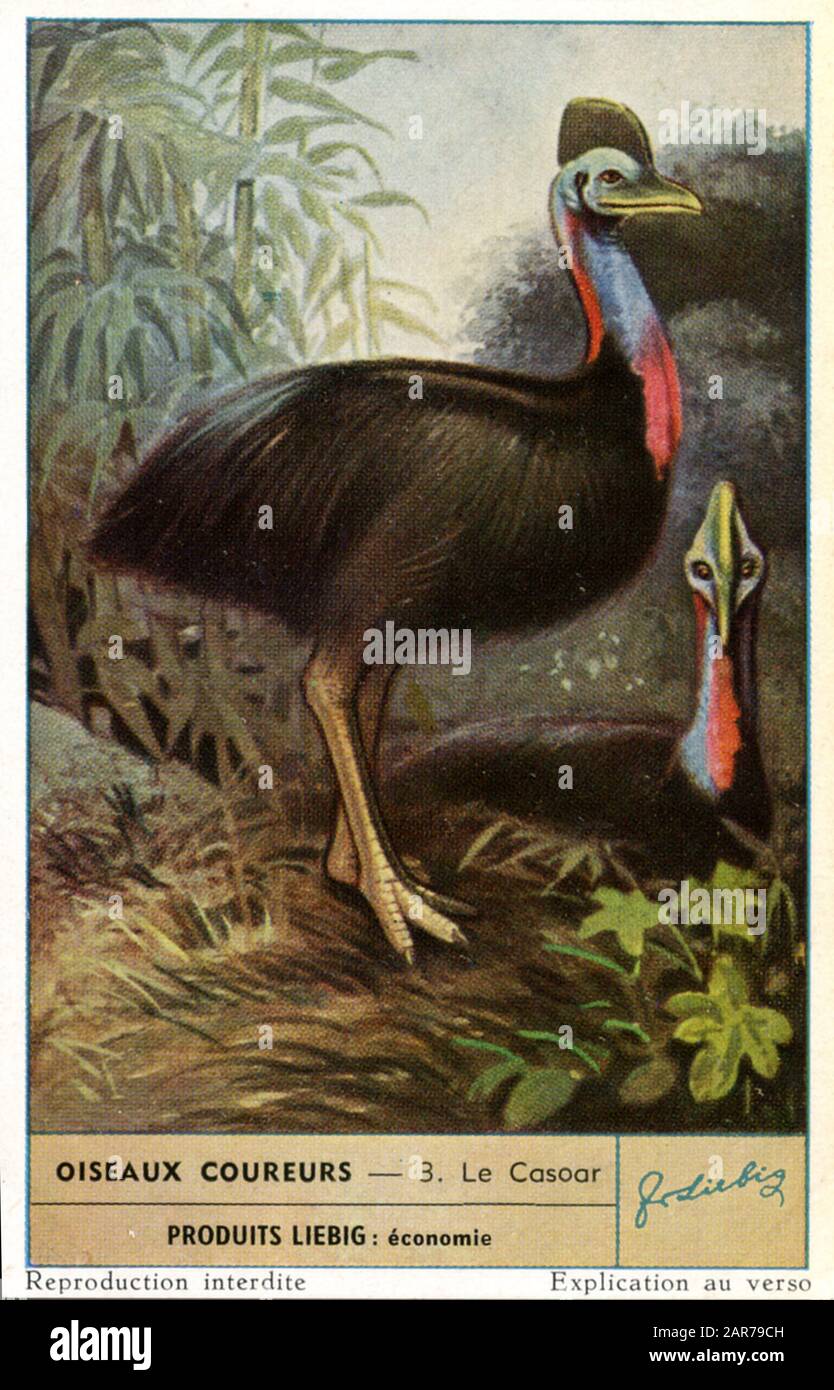southern cassowary Casuarius casuarius,  (picture card, ) Stock Photo