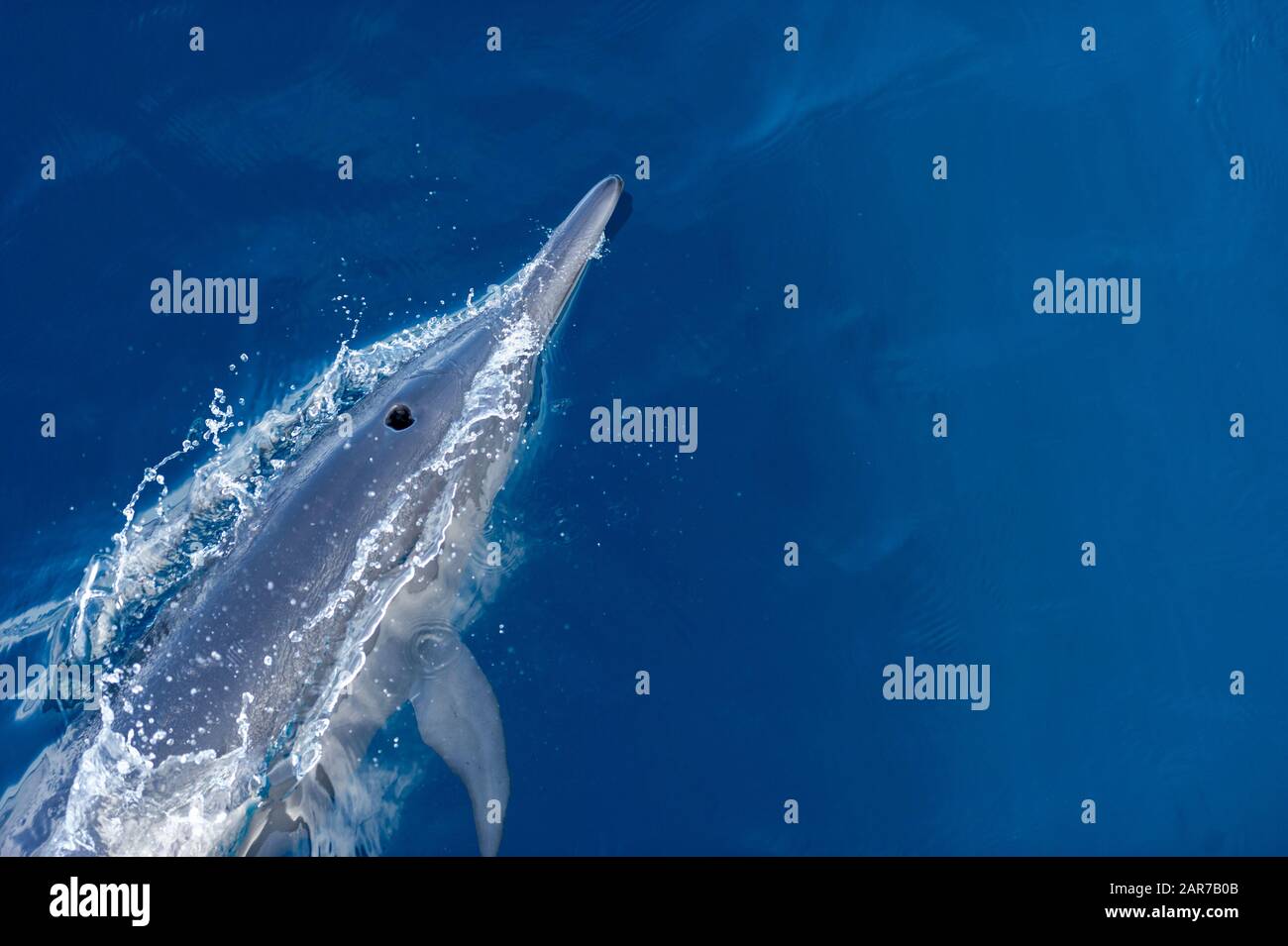 A Bottle Nose Dolphin Surface in the Open Sea Stock Photo