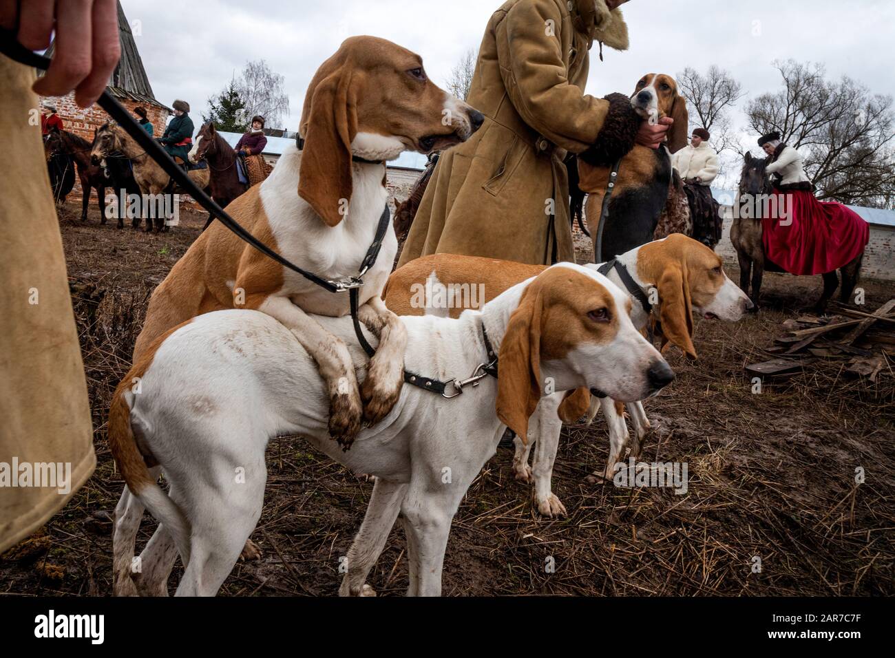 Hunters with hunting dogs before the start of the Russian hare hunt
