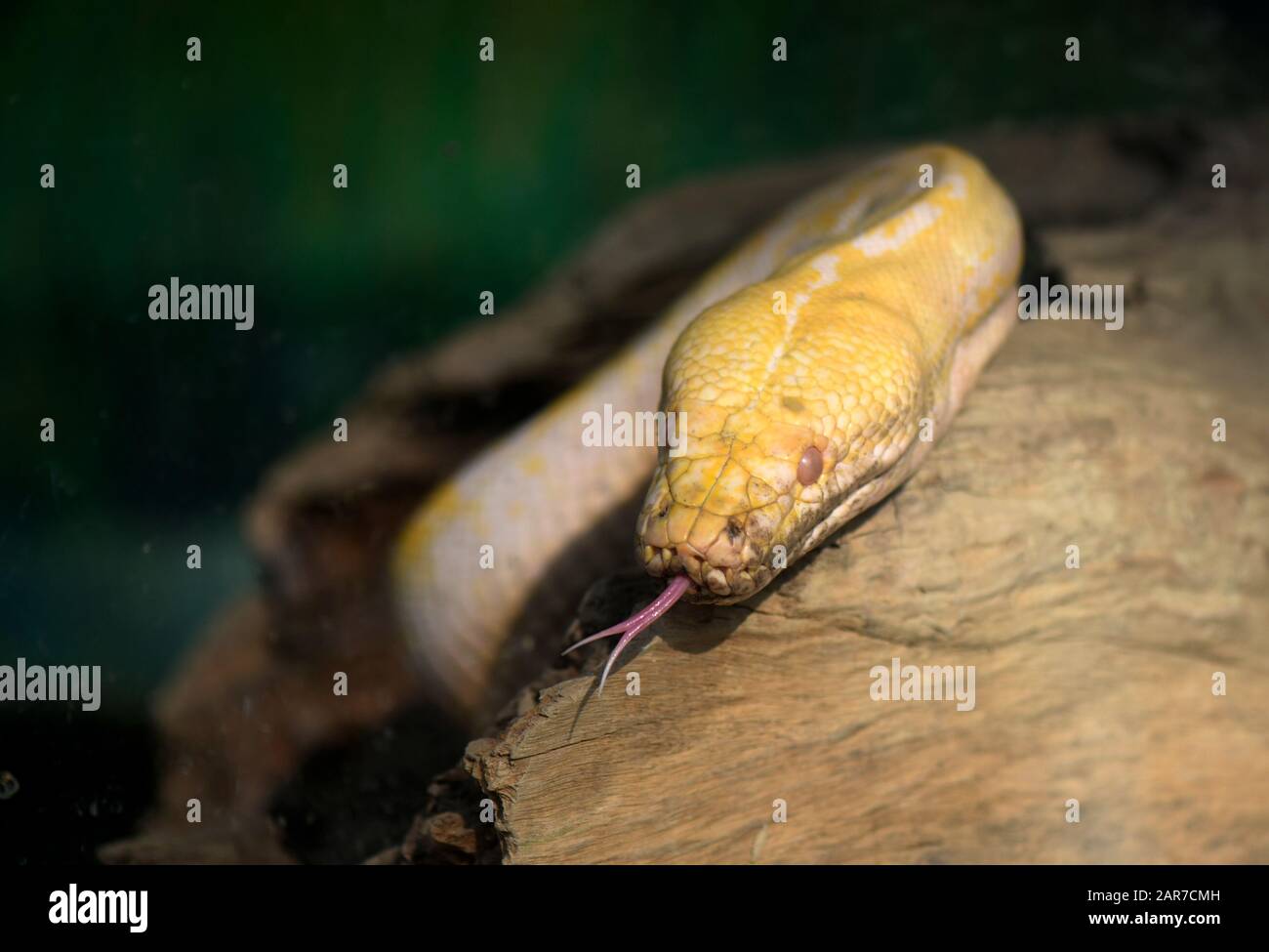 A Burmese Python in a glass cage at a State Zoo Stock Photo - Alamy