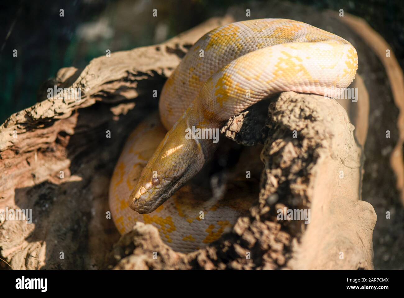 A Burmese Python in a glass cage at a State Zoo Stock Photo - Alamy