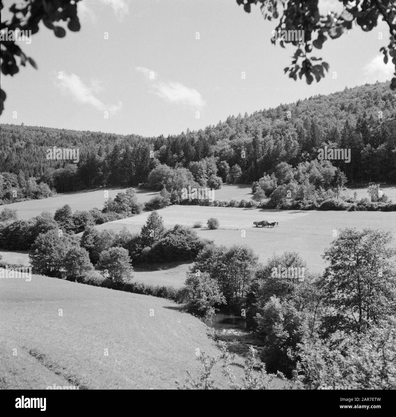 Odenwald  Horses with cart hay in a meadow in the river valley of the Tauber Date: undated Location: Baden-Württemberg, Germany, West Germany Keywords: hills, landscapes, rivers Stock Photo