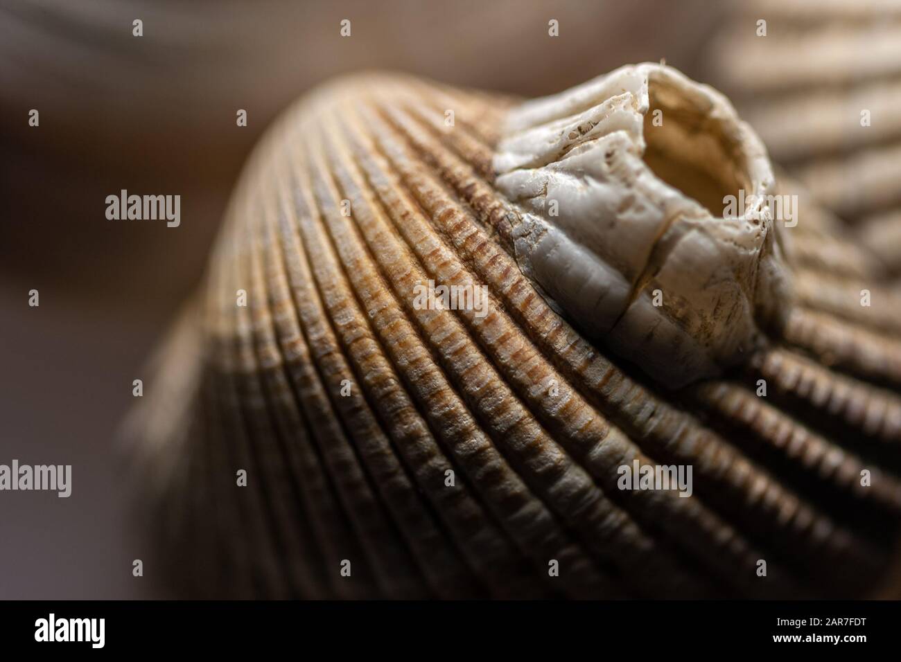 Barnacle on shell close up Stock Photo