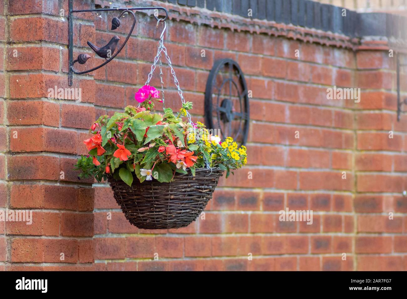 Hanging basket of flowers against brick wall in garden Stock Photo