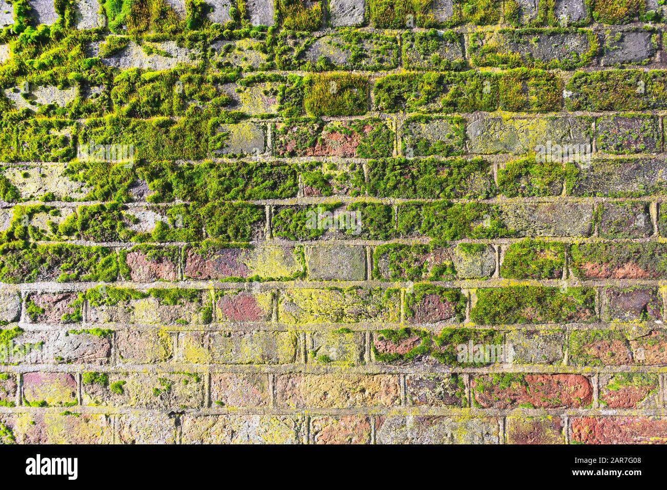 Moss On Bricks