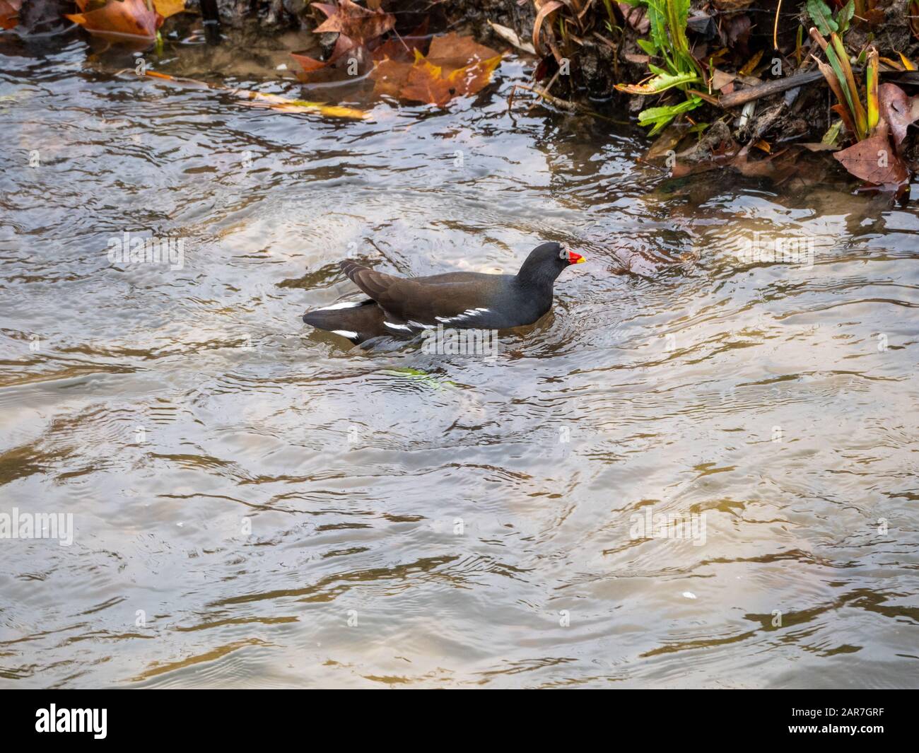 Red-beaked bird called Gallienta that lives in the riverzanares de Madrid Stock Photo