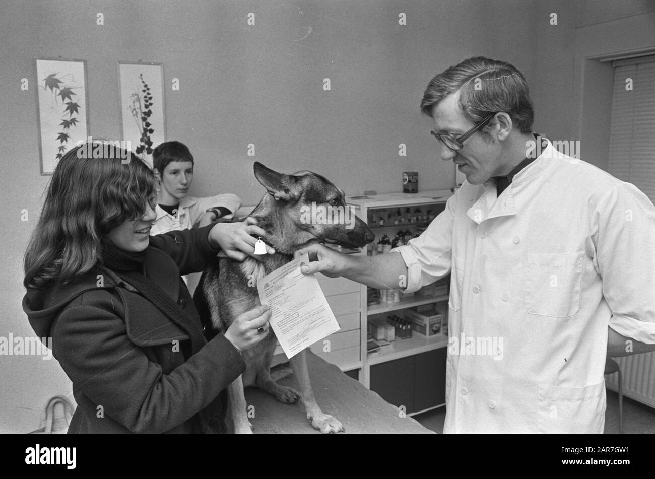 As of May 1st dogs are required to inoculate against rabies; veterinarian shows badge and certificate Date: February 16, 1976 Keywords: Veterinarians, DOGS, certificates, vaccinations Stock Photo