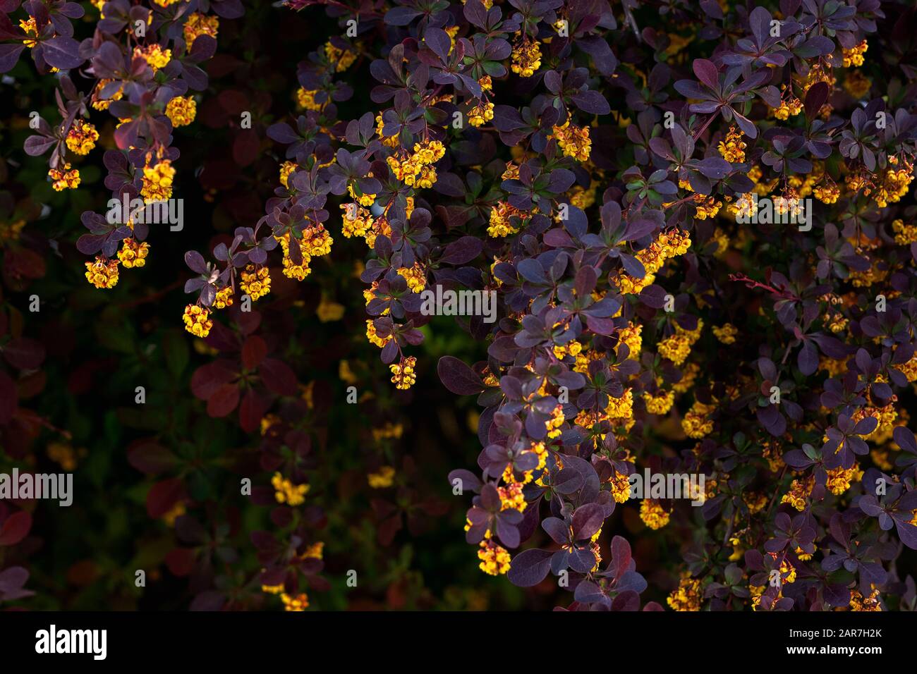 Beautiful Blooming Yellow flowers by a bush with purple leaves. Berberis ottawensis auricoma plant. Stock Photo