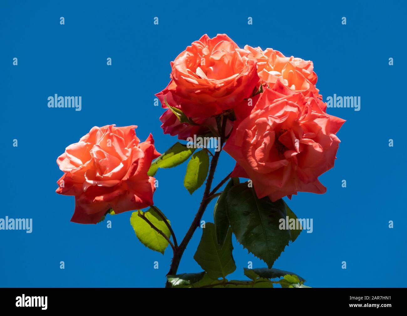 Red roses against a blue sky Stock Photo