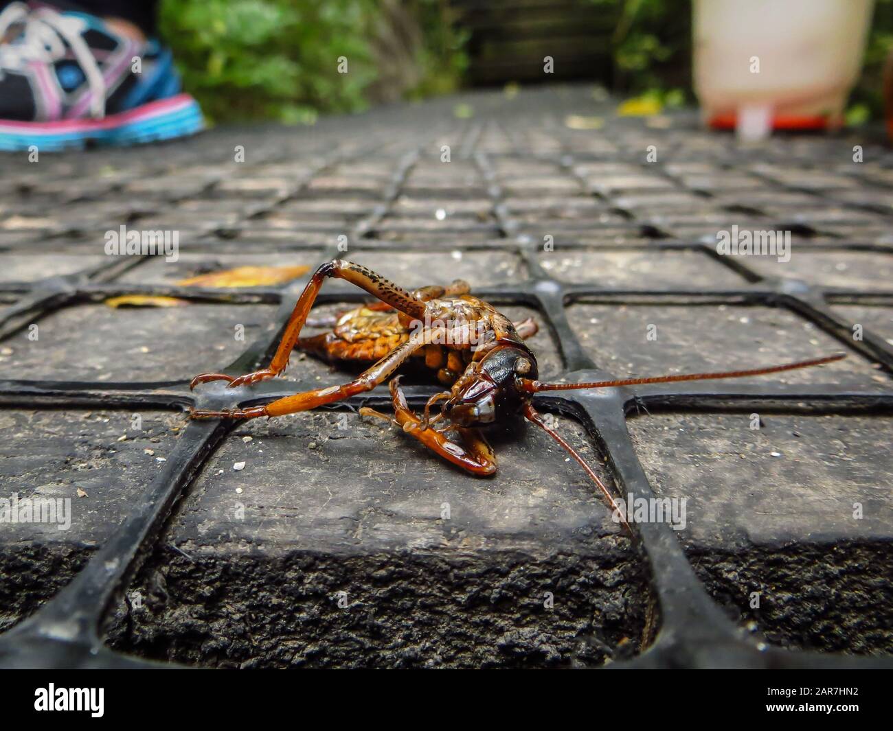 A dead weta (Anostostomatidae) squashed on a boardwalk footpath, Tiritiri Matangi, New Zealand Stock Photo