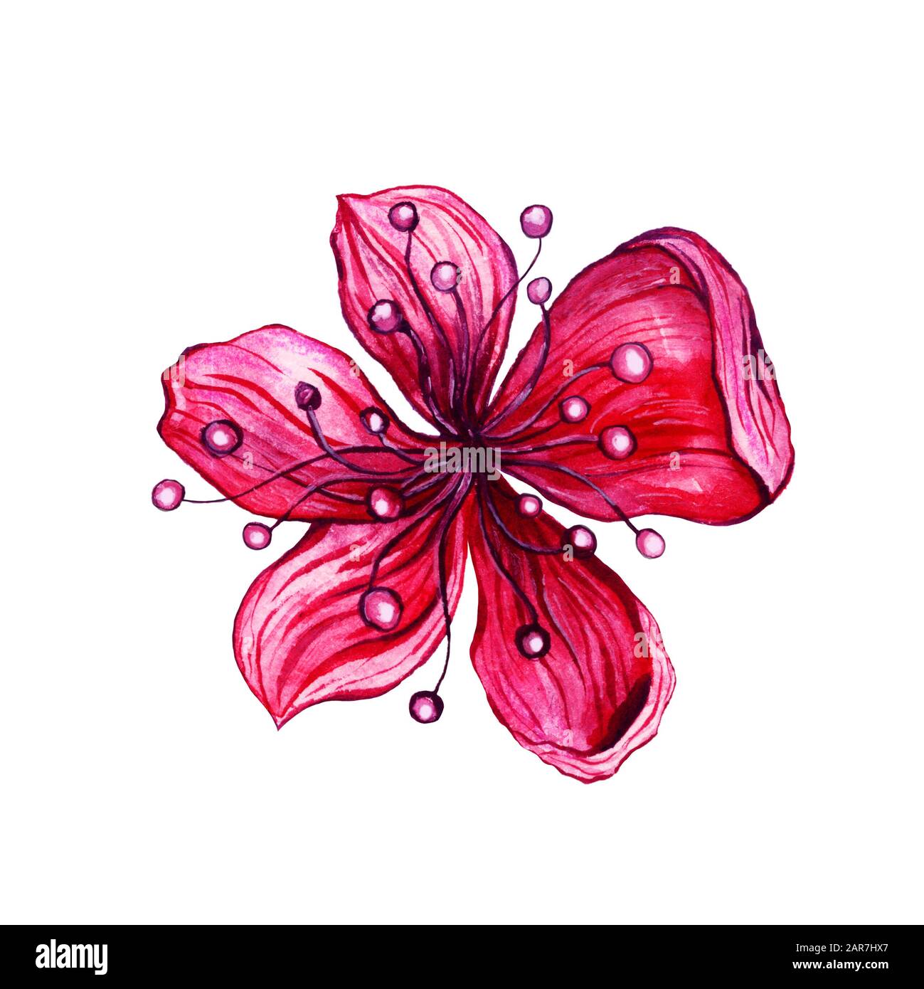 Plum blossom flower, watercolor hand drawn design, isolated on white