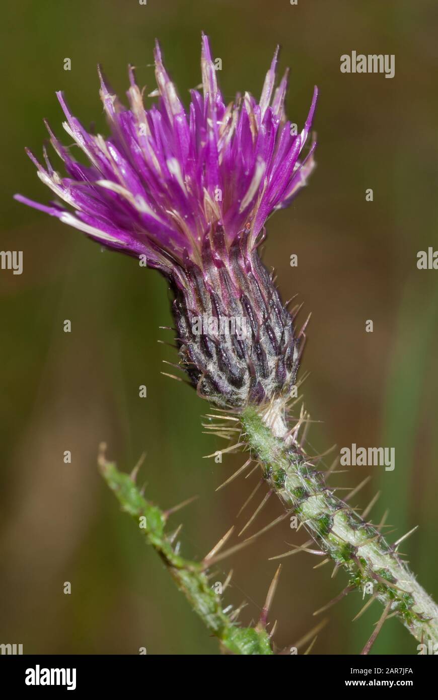 Marsh thistle (Cirsium palustre) close up. Scotland, UK. Stock Photo