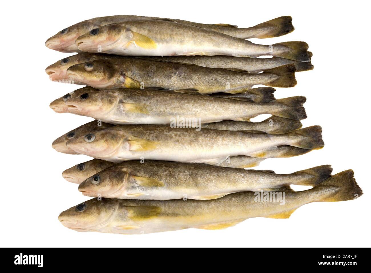 Fresh raw fish isolated on white background. Saltwater fish.  Navaga fish.  Saffron cod. Fish from the Japanes sea. Pacific Ocean. Stock Photo