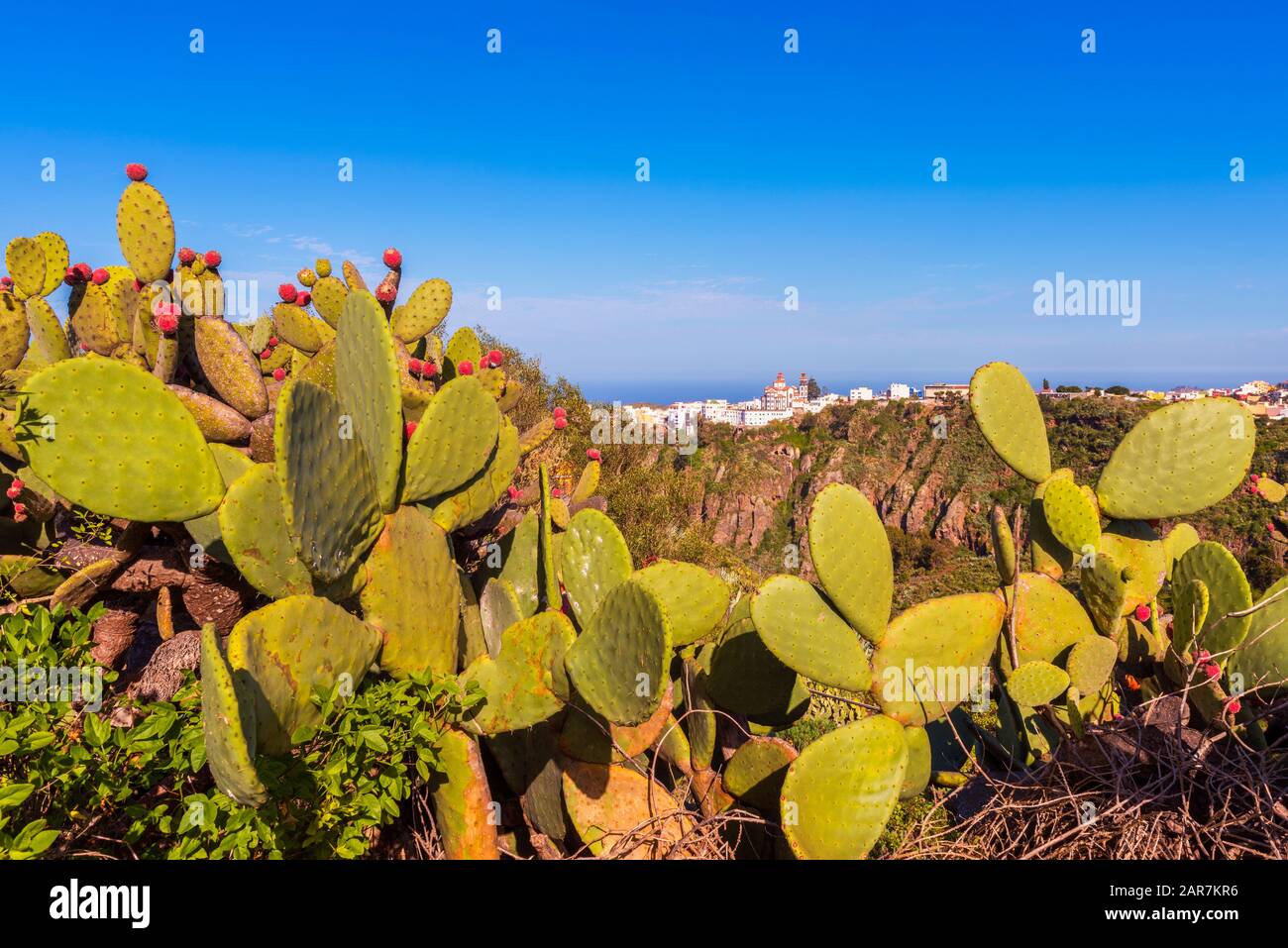 Cacti near the village of Moya Gran Canaria Spain Stock Photo