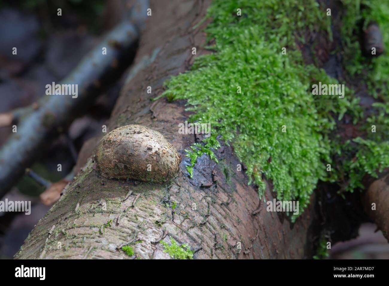 Grown Burl on a tree trunk, green moss arround Stock Photo