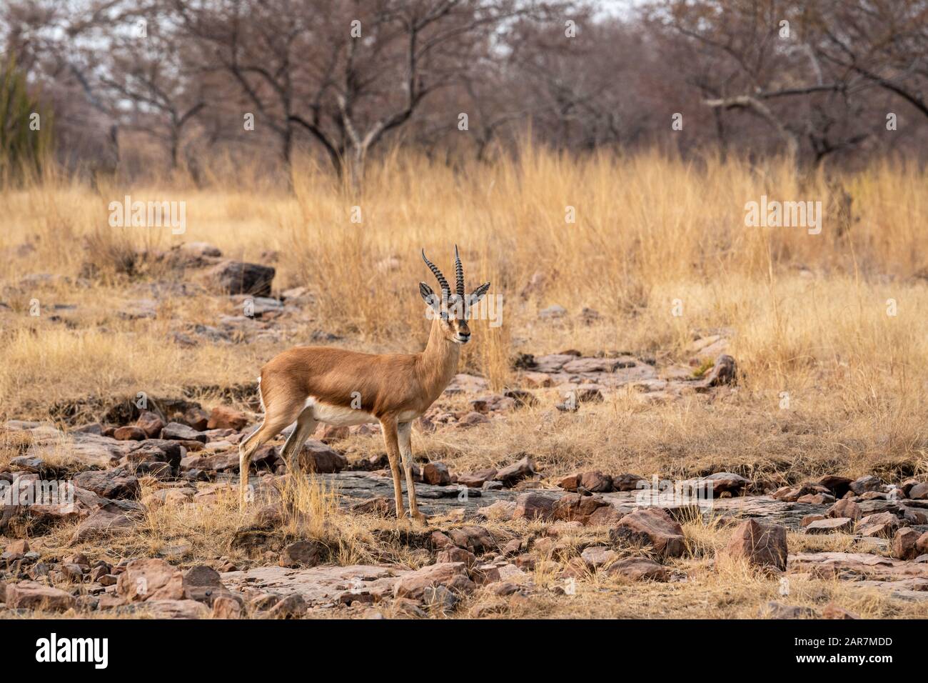 Chinkara or Indian gazelle an Antelope with beautiful background on rocks at ranthambore national park or tiger reserve, rajasthan, india Stock Photo