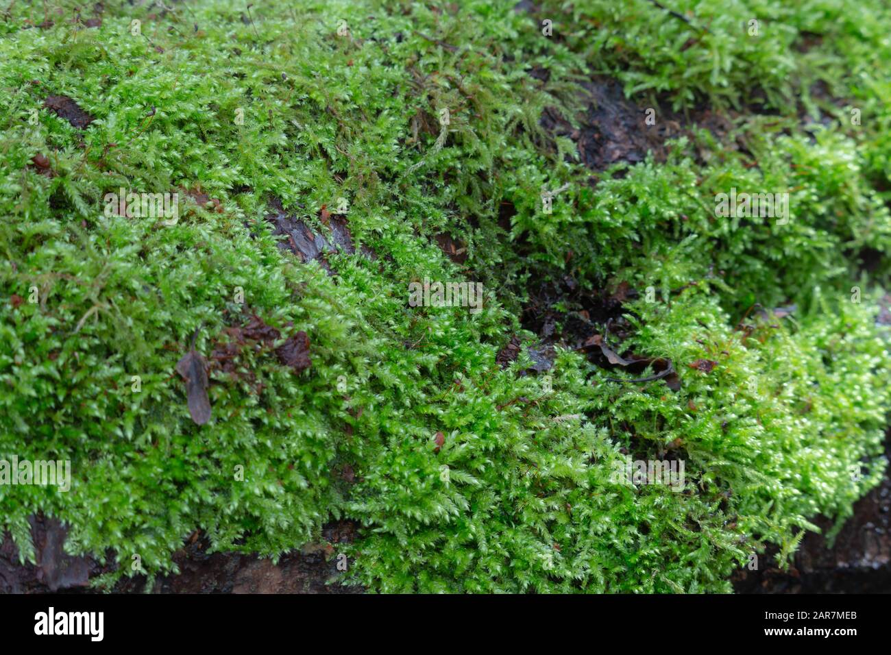 Dicranella heteromalla moss growing on the tree in the forest Stock Photo