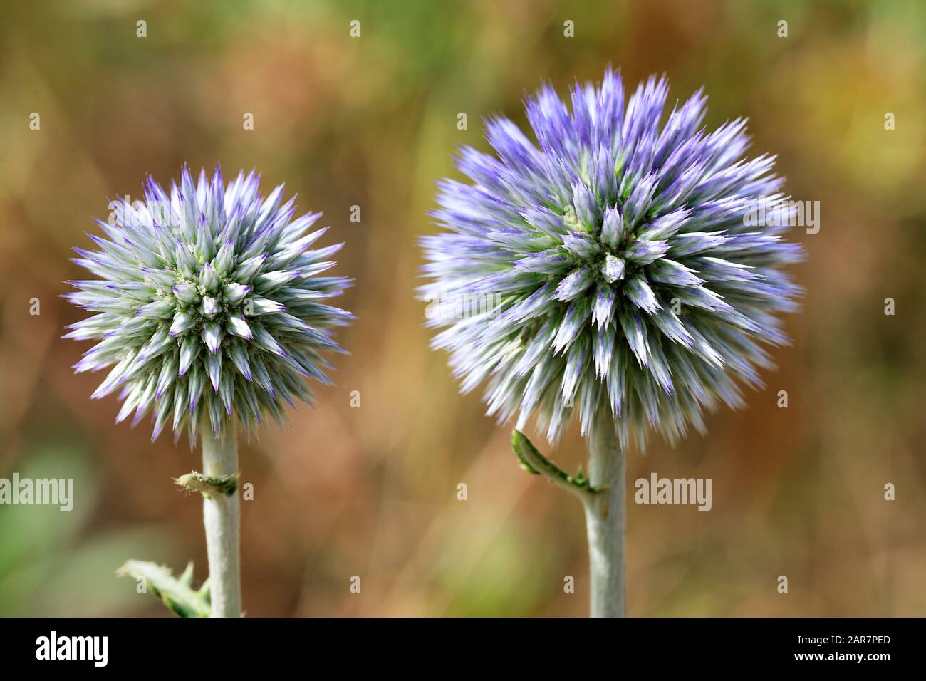 Beautiful and unusual round flowers of a thistle of a spherical shape of lilac color close-up on a blur background. Stock Photo