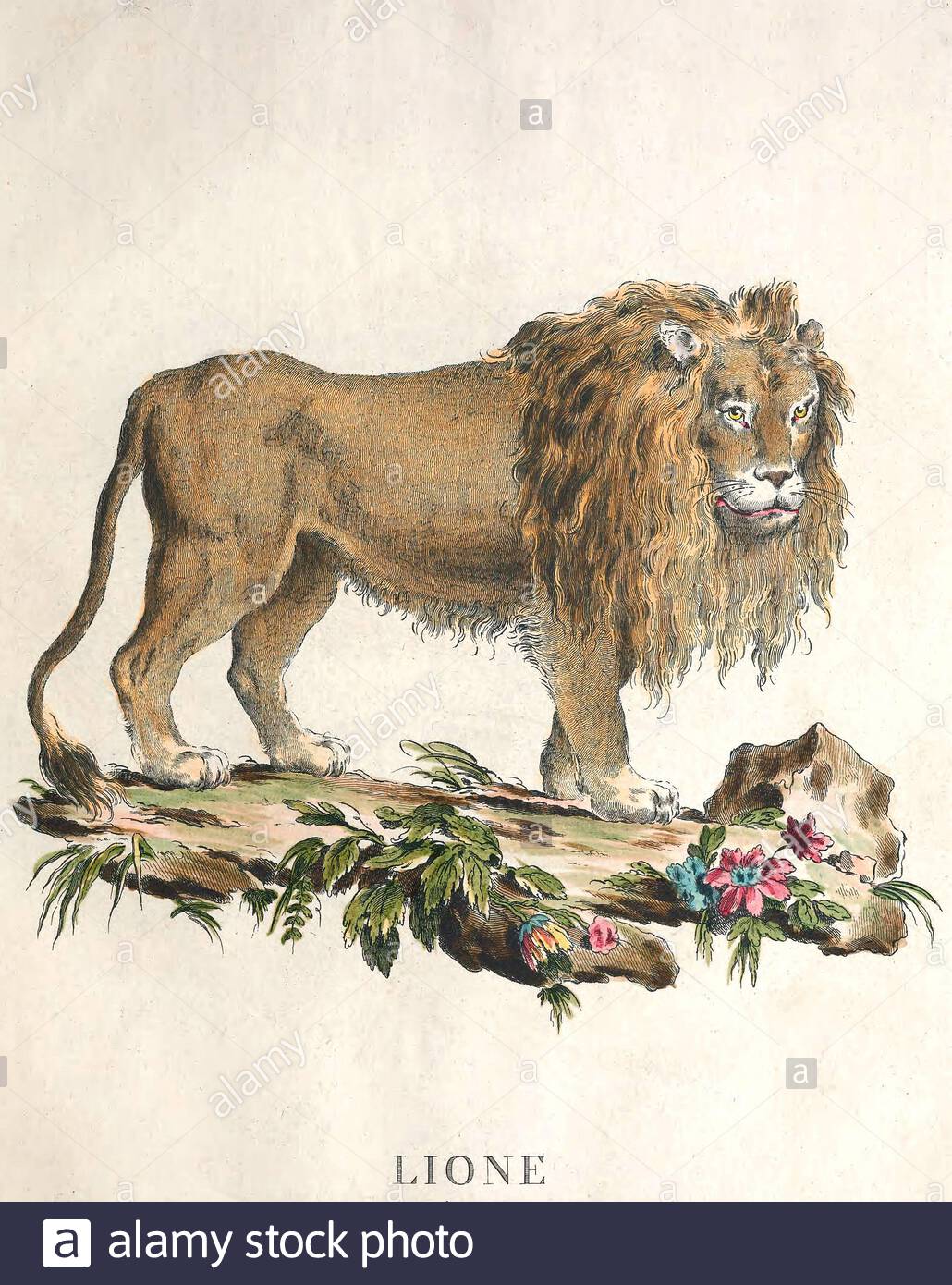 最終決算 vintage lion Alamy - Photo Stock illustration 日焼け止め