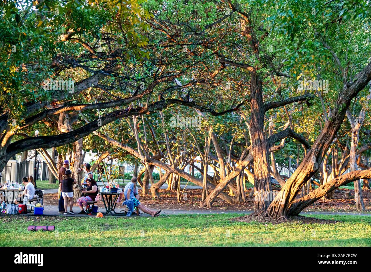 Miami Beach Florida,North Shore Park,picnic tables table,family,trees,outdoor recreation,FL191231180 Stock Photo
