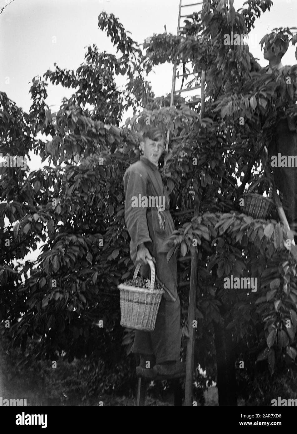 Cherry picking of the Betuwe. Pickers Date: 31 May 1948 Location: Betuwe Keywords: fruit cultivation Stock Photo