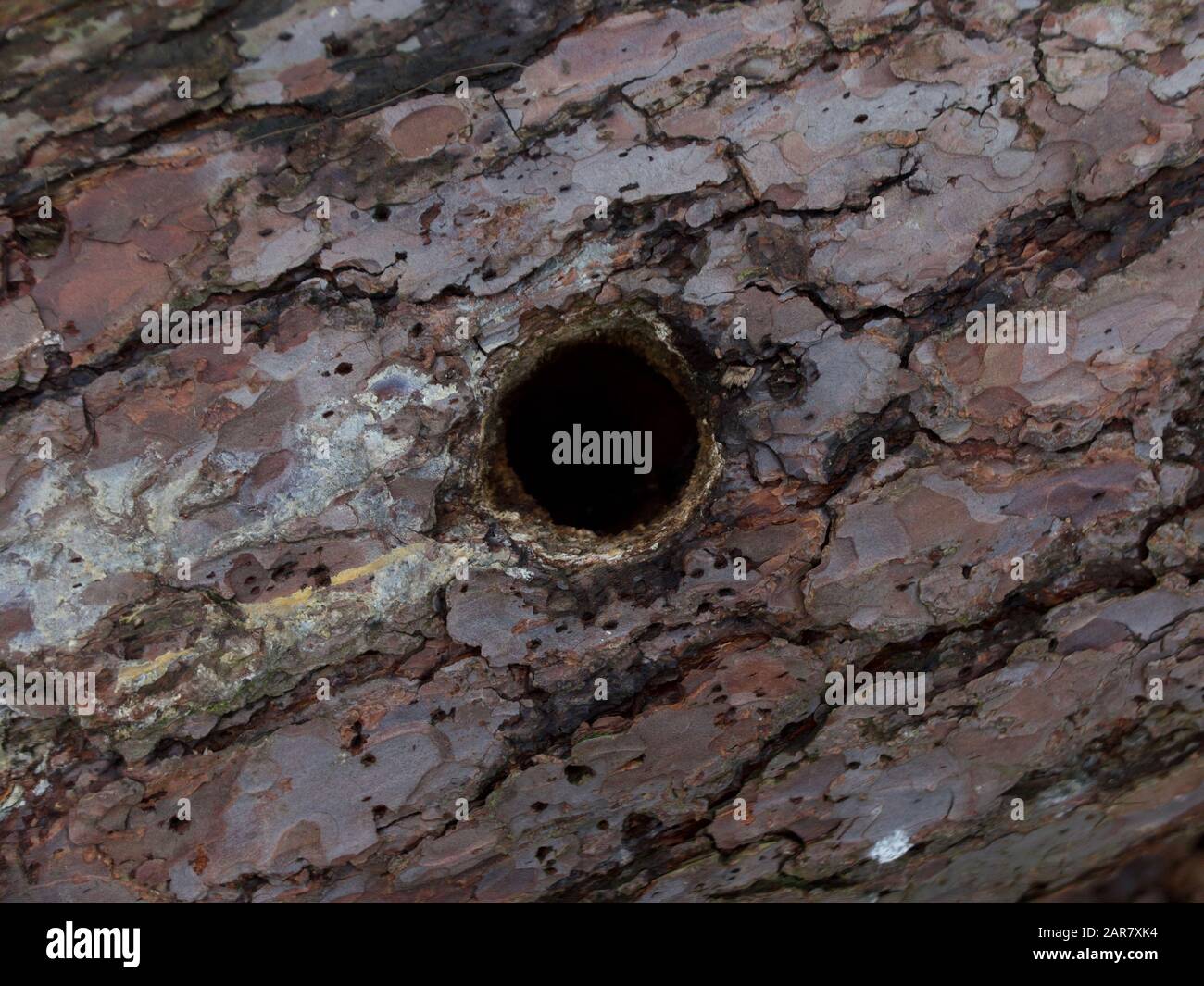 Woodpecker hole in pine tree trunk or branch Stock Photo